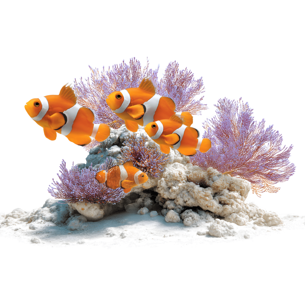 vecteezy clownfish pair swimming near coral reefs a tropical ocean 70117182